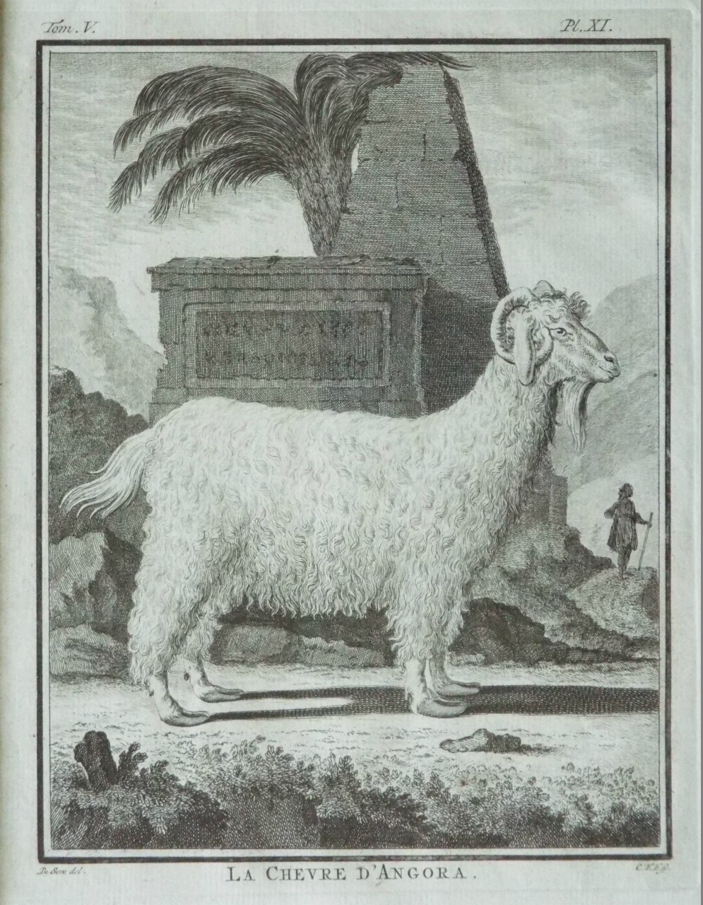 Print - La Chevre d'Angora. - C.